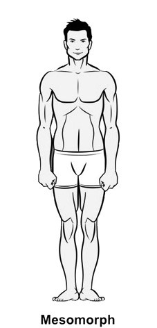 mesomorph